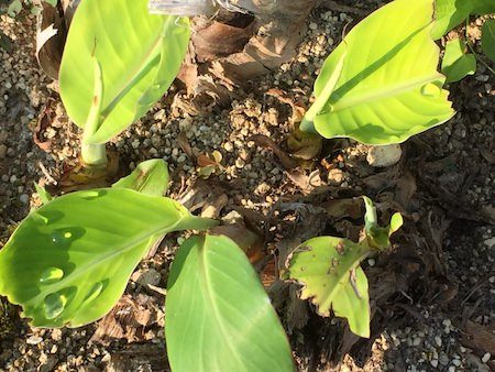 地下茎でふえたバナナの写真