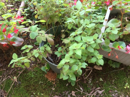 鉢植えのレモンバーム写真