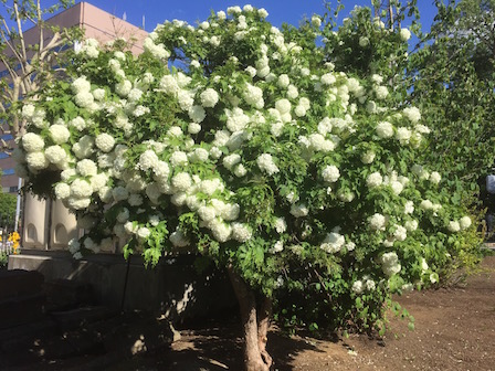 北大植物園で見つけた白くて美しい花 スノーボール 斑入り植物の家