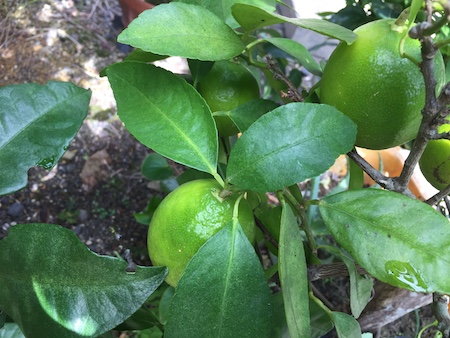 緑色のライム果実写真