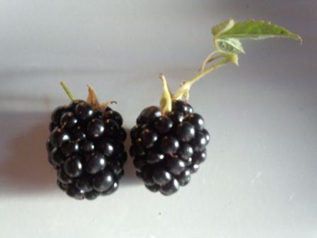 ブラックベリーの果実を収穫した写真