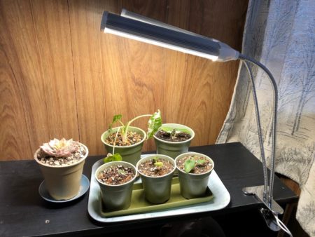 植物育成用ライトで室内栽培している観葉植物たち