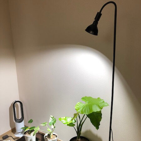 アマテラスでライトアップした室内の植物写真。