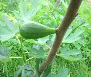 果実が雨に弱い イチジクは８月に収穫できる品種がおすすめ 家庭での育て方も説明 斑入り植物の フローラメモ