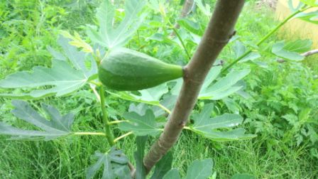 【果実が雨に弱い】イチジクは８月に収穫できる品種がおすすめ！家庭での育て方も説明