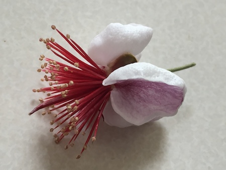 フェイジョアの花の説明写真