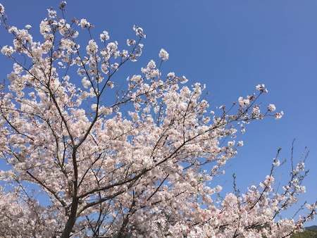 庭に植えたい桜の木と芝桜苗の種類