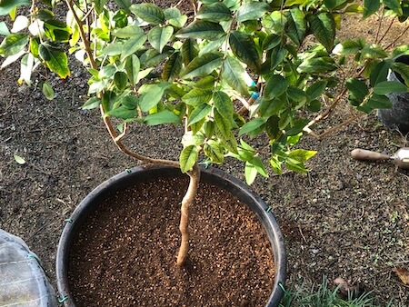幹に直接果実がなる】ジャボチカバの品種と育て方を説明。葉色の変化も 