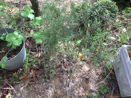 ローズマリーの挿し木を地植えした写真