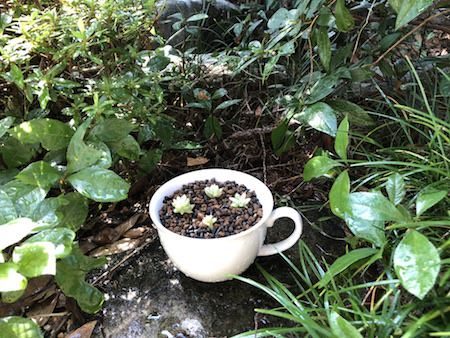 庭に置いたカップ鉢