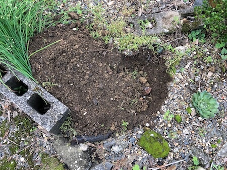 苗を植える穴掘り写真