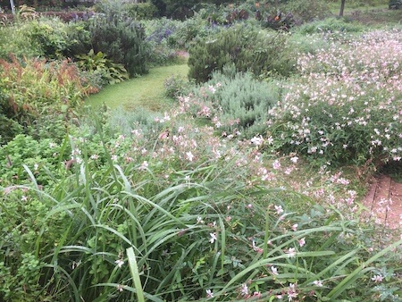 薬香草園のハーブ園写真