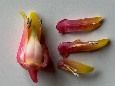 エケベリアの花を分解した写真