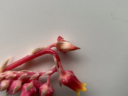 花びらを取り除いたエケベリアの写真