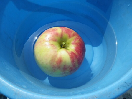 フルーツフラワーパークのリンゴ狩り写真４
