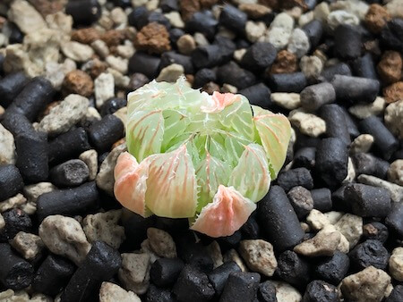 セタータ錦（交配種）の植え付け写真