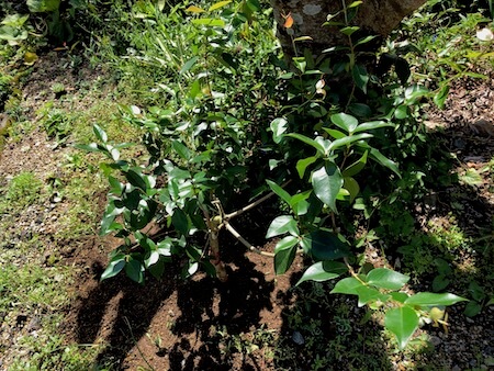 ピタンガの植え付け写真