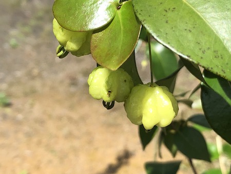 ピタンガの果実写真１