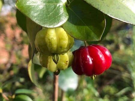 【年二回収穫？】ピタンガの品種と育て方。ブラック系品種も外で栽培できた！