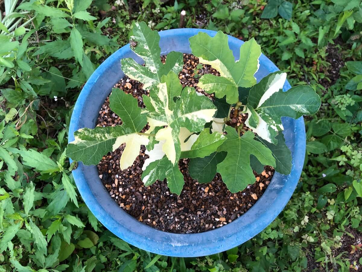 斑入りイチジク『ジョリー タイガー』の鉢植え写真