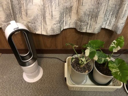 観葉植物のヒーターならダイソンがおすすめ。室内の植物を温めるのに最適だよ！
