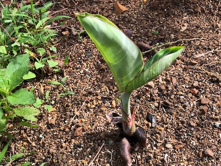 斑入りバナナの『ムサ アエアエ』を日本で栽培。寒さには弱い品種で 