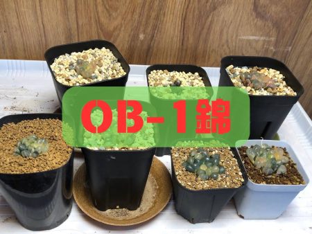 オブツーサ『OB-1錦』。最後にいきついたハオルチアがこれです