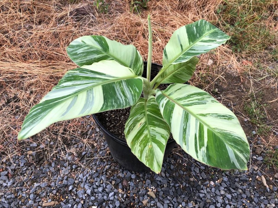 斑入りドワーフナムワの写真４