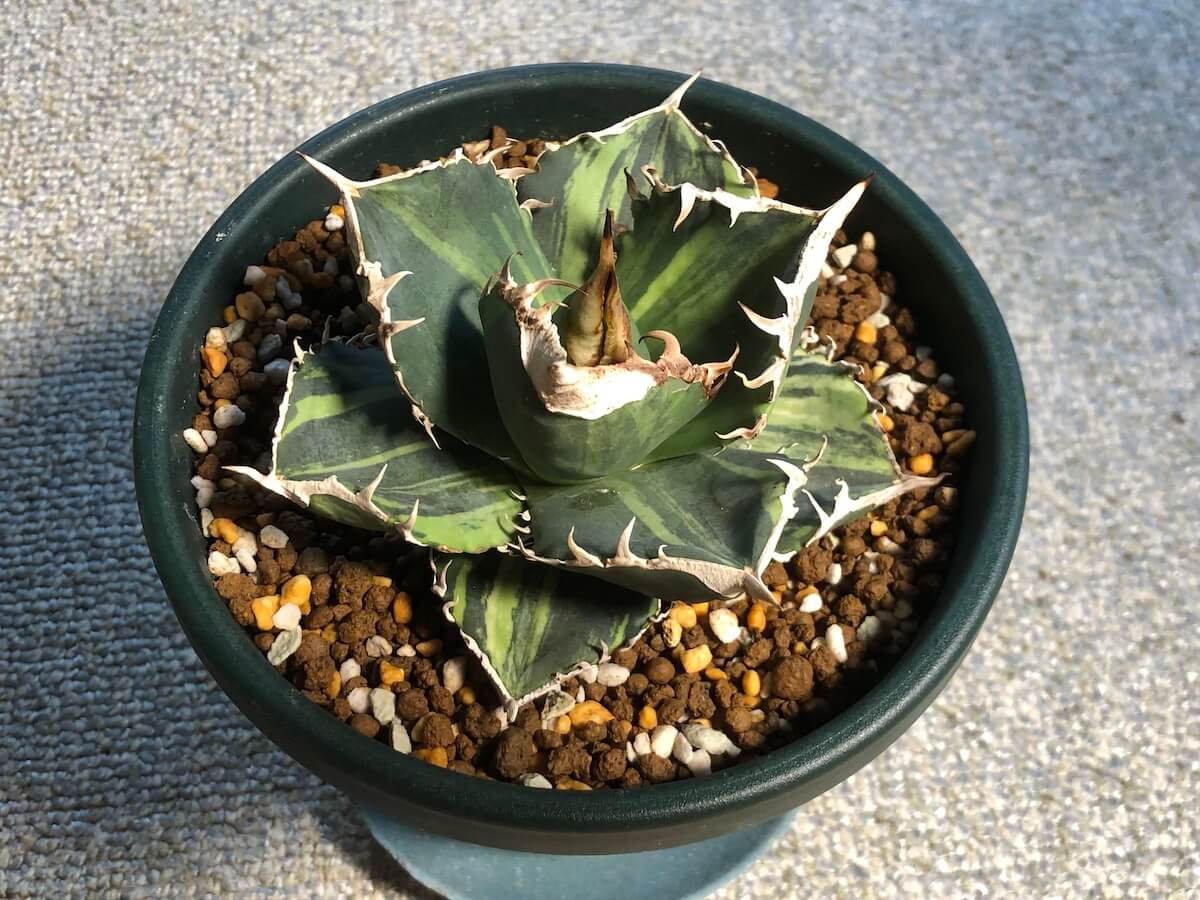 チタノタ錦がカッコよすぎる。集めた種類を紹介するよ | 斑入り植物の