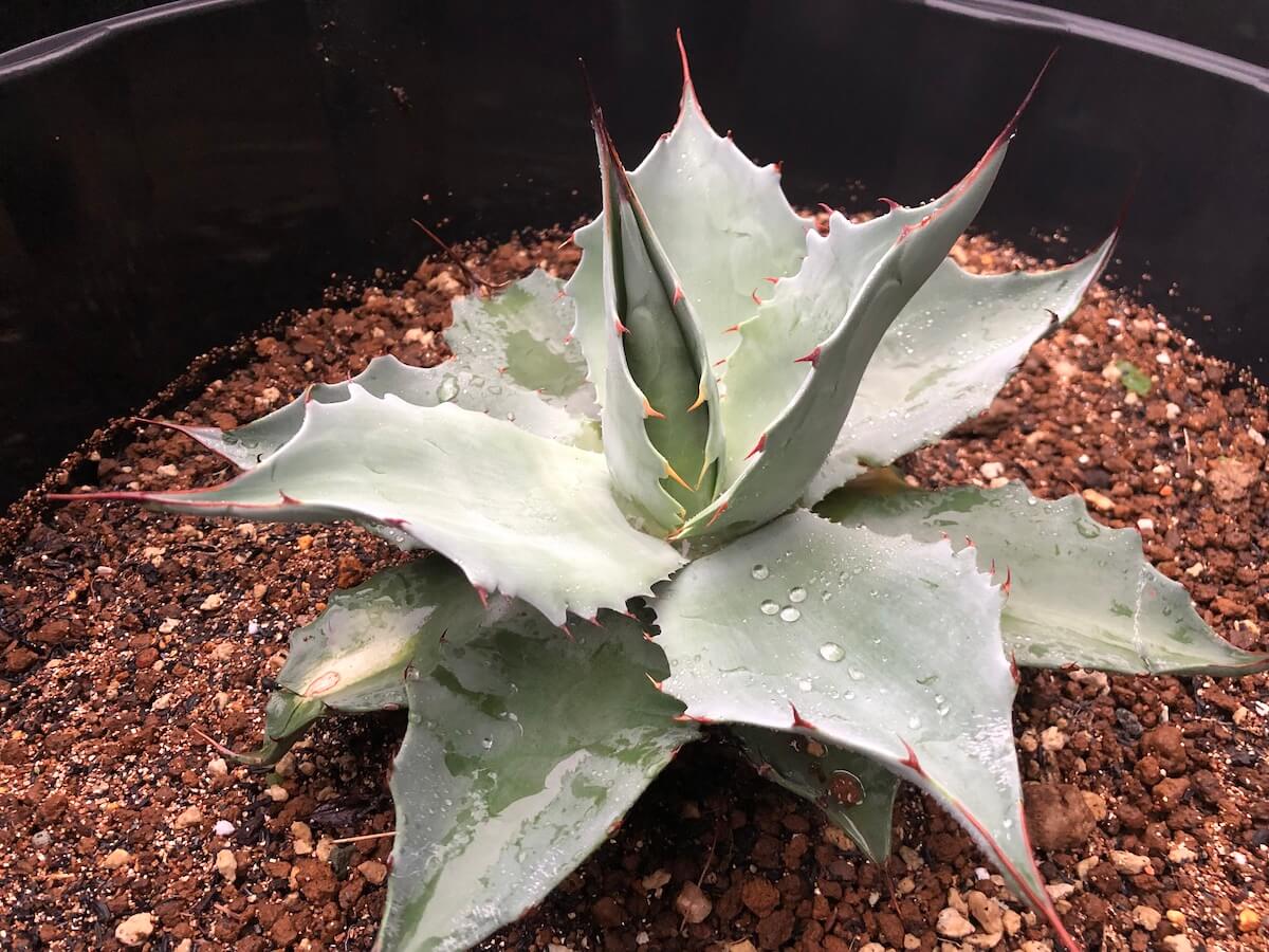 オバティフォリアは湿気に強いのか試しに栽培を始めました | 斑入り