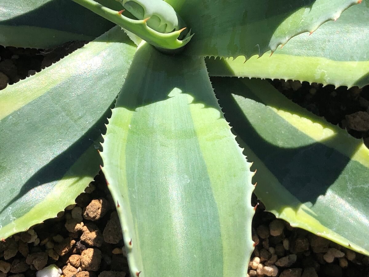 オバティフォリア オルカの画像３