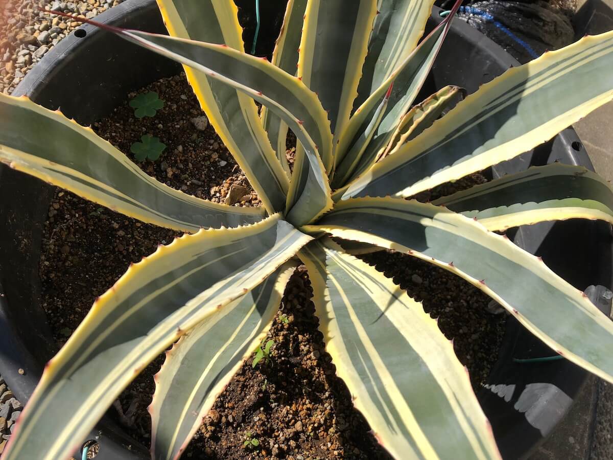 Cordillerensisの写真