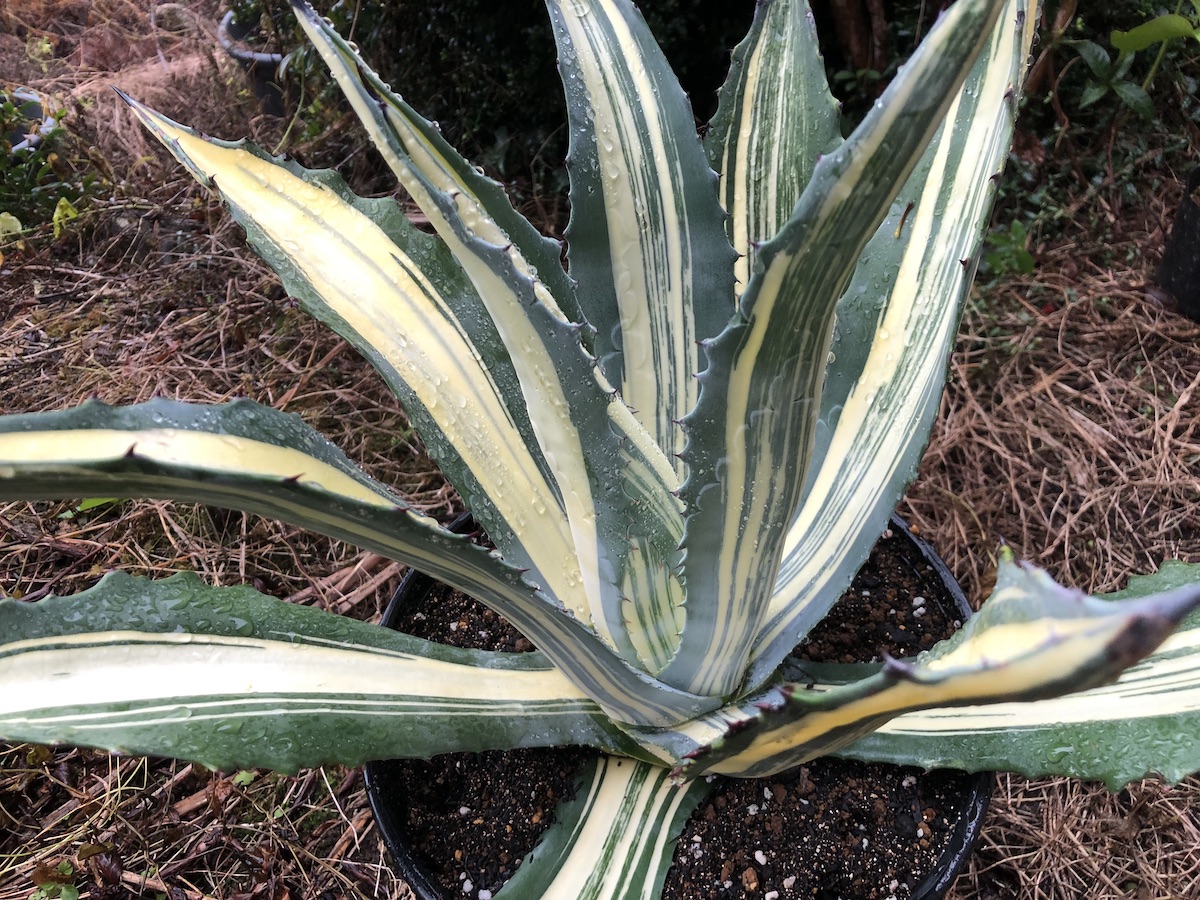 地植えで育てたいアガべ アメリカーナの斑入り品種たち | 斑入り植物の