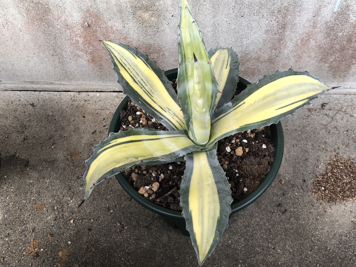 地植えで育てたいアガべ アメリカーナの斑入り品種たち | 斑入り植物の