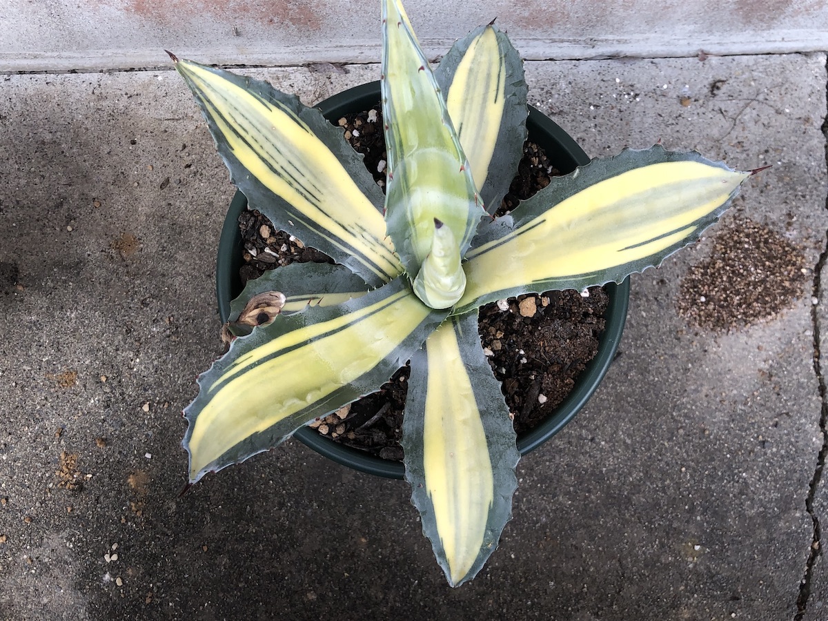 地植えで育てたいアガべ アメリカーナの斑入り品種たち | 斑入り植物の