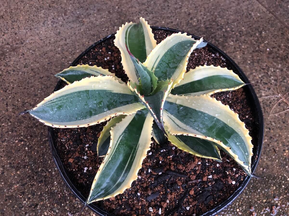 地植えで育てたいアガべ アメリカーナの斑入り品種たち | 斑入り植物の