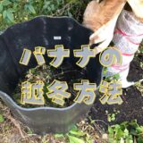 バナナの越冬方法をいろいろ説明するね（失敗例もあるよ）