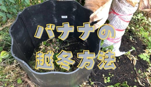 バナナの越冬方法をいろいろ説明するね（失敗例もあるよ）