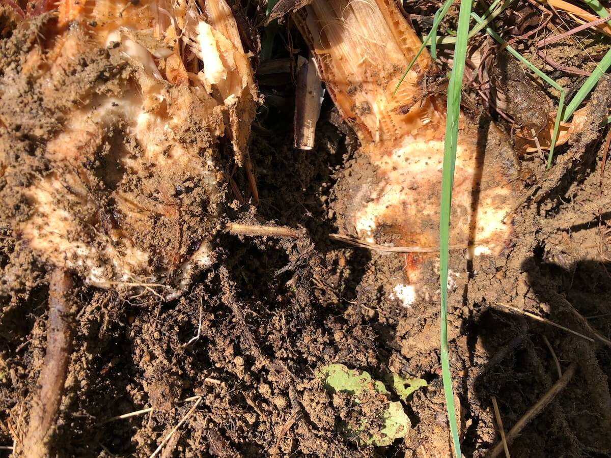 枯れた？ブラックタニーバナナの写真２