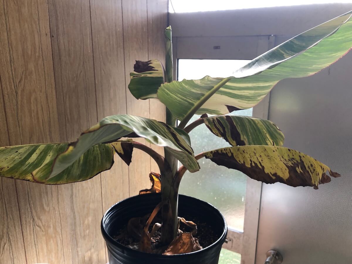 寒さが来る前に室内に移動したドワーフナムワバナナの写真