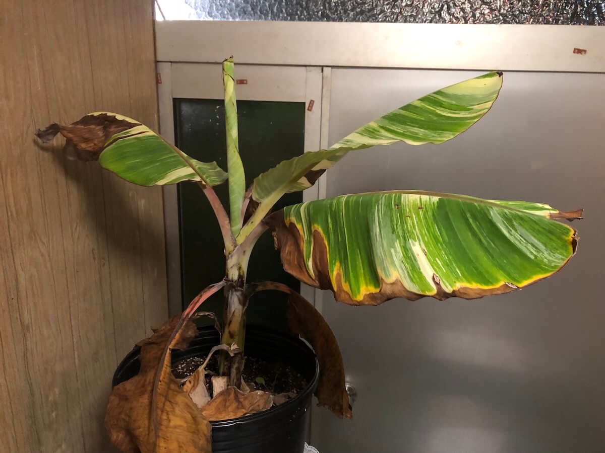 寒さが来る前に室内に移動したドワーフナムワバナナの写真２