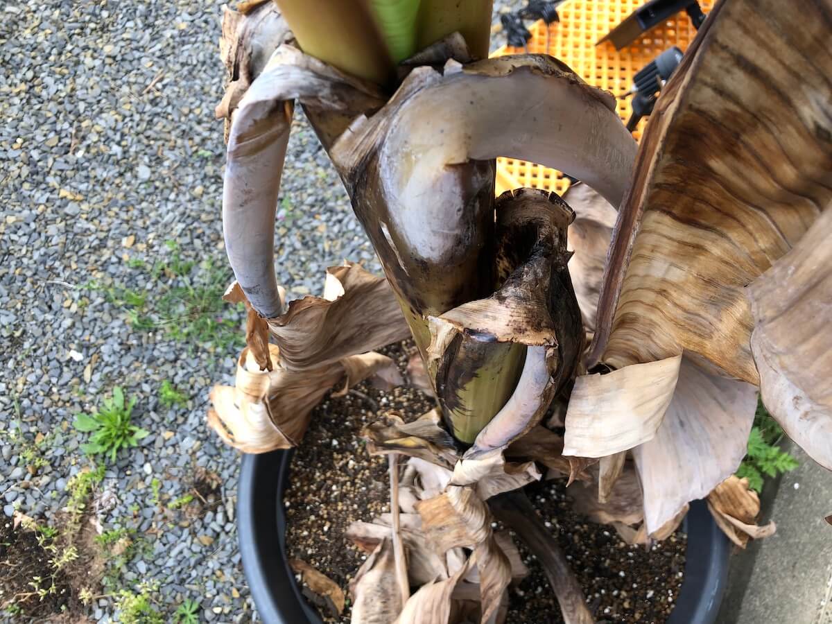 軒下で越冬させた斑入りドワーフナムワバナナの冬明けの状況写真