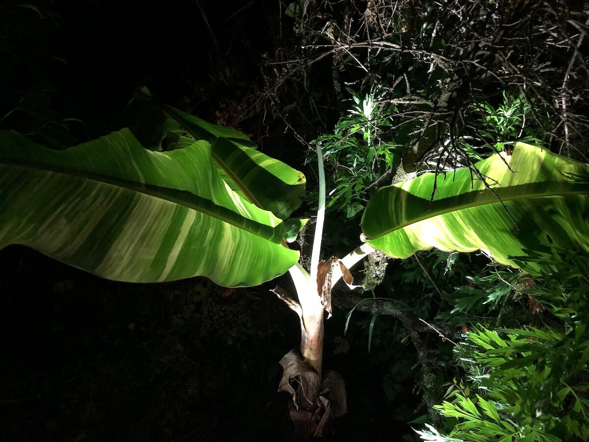 軒下で越冬させた斑入りドワーフナムワバナナの５月の状況写真